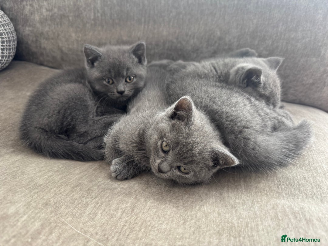 British Shorthair cats for sale: British blue short hair - Image 10