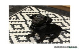 Cane Corso dogs for sale: Last 2 cane corso girls  - Image 4