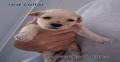 Poochon dogs - Advert 7