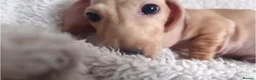 Miniature Dachshund dogs for sale: Cream Mini Dachshund Puppy Last one - Advert 9