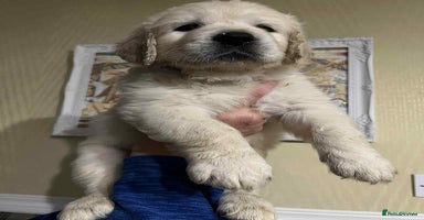 Golden Retriever dogs - Advert 6