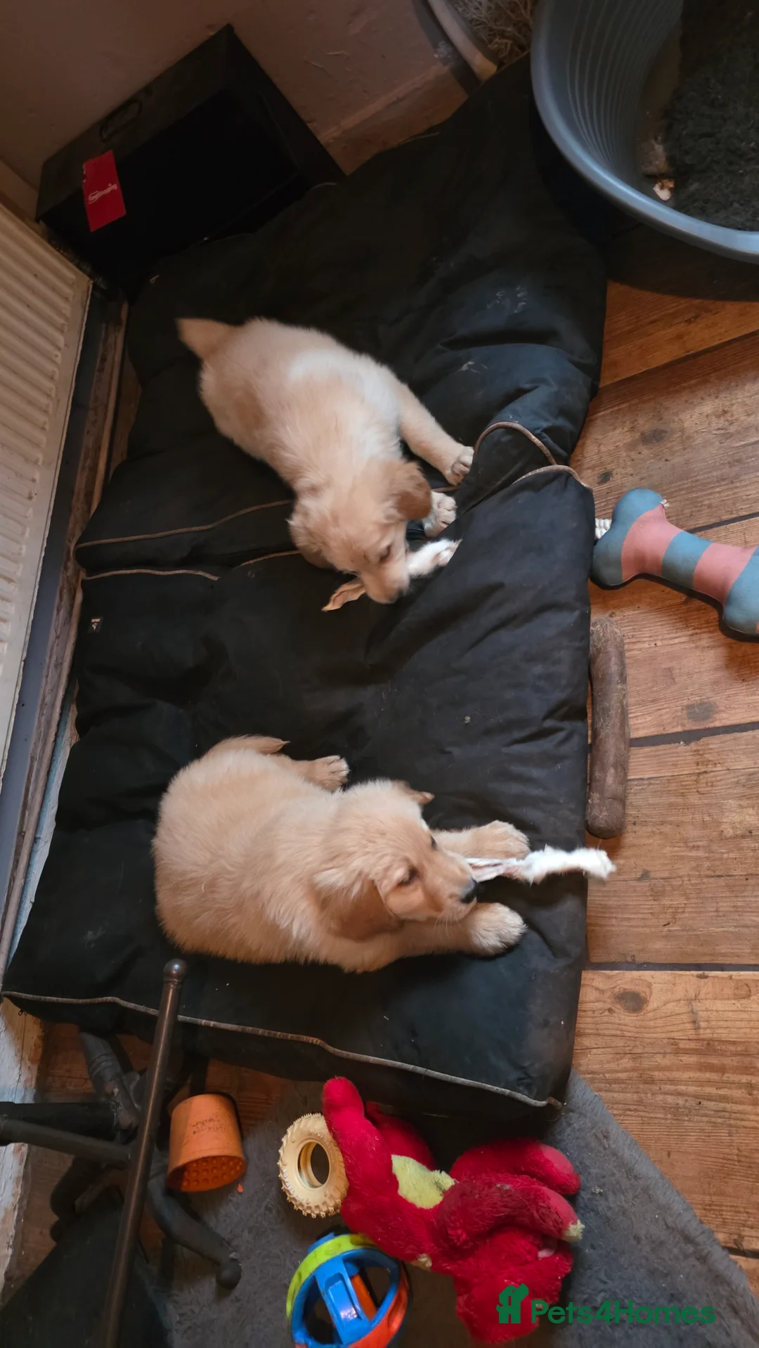 Golden Shepherd dogs for sale: Golden shepherd girl - Advert 10