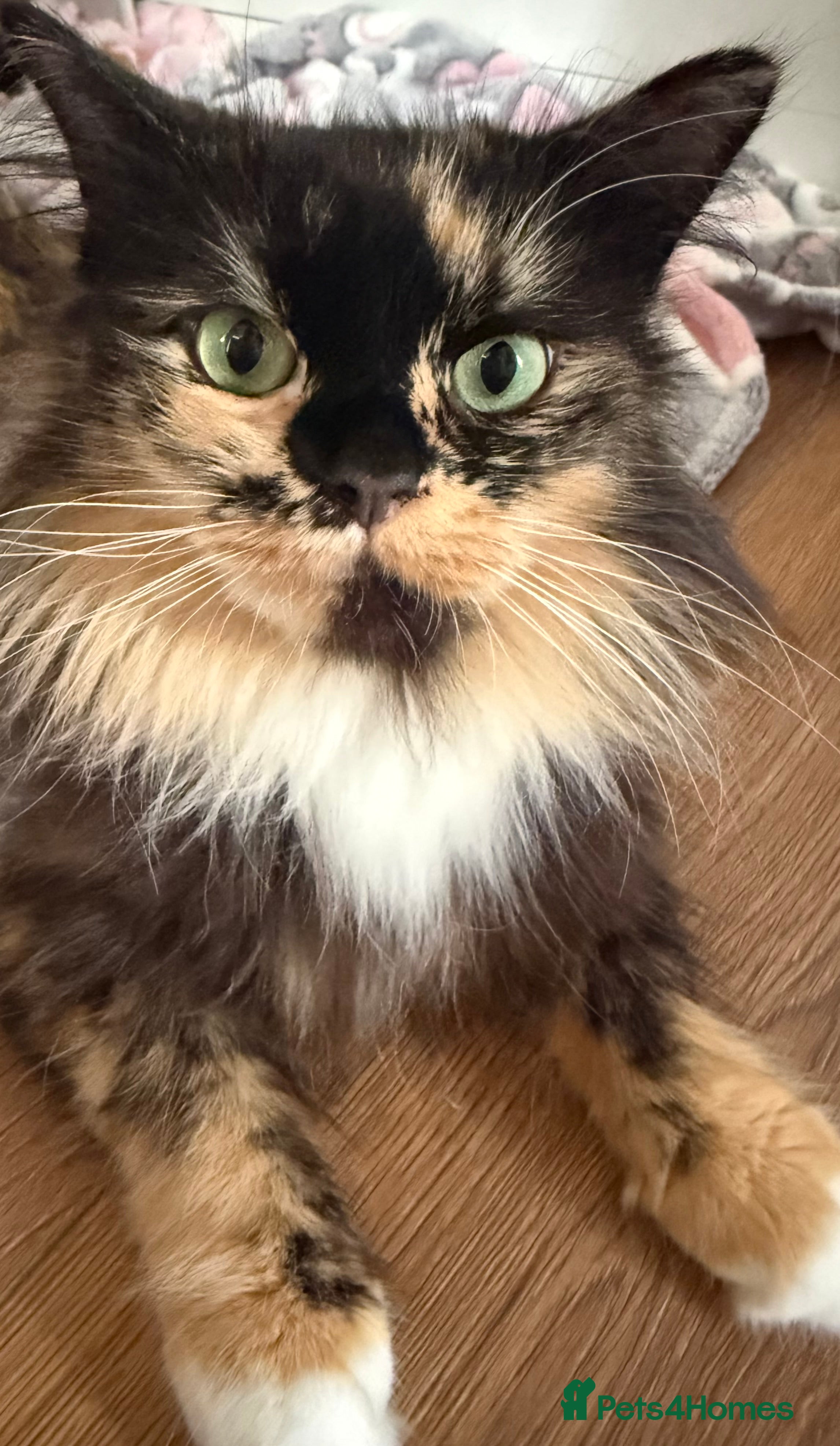 Mixed Breed cats Kittens for sale  - Advert 1