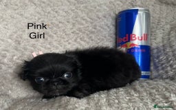 Mixed Breed dogs for sale: Tiny Pugingese pups  - Image 26