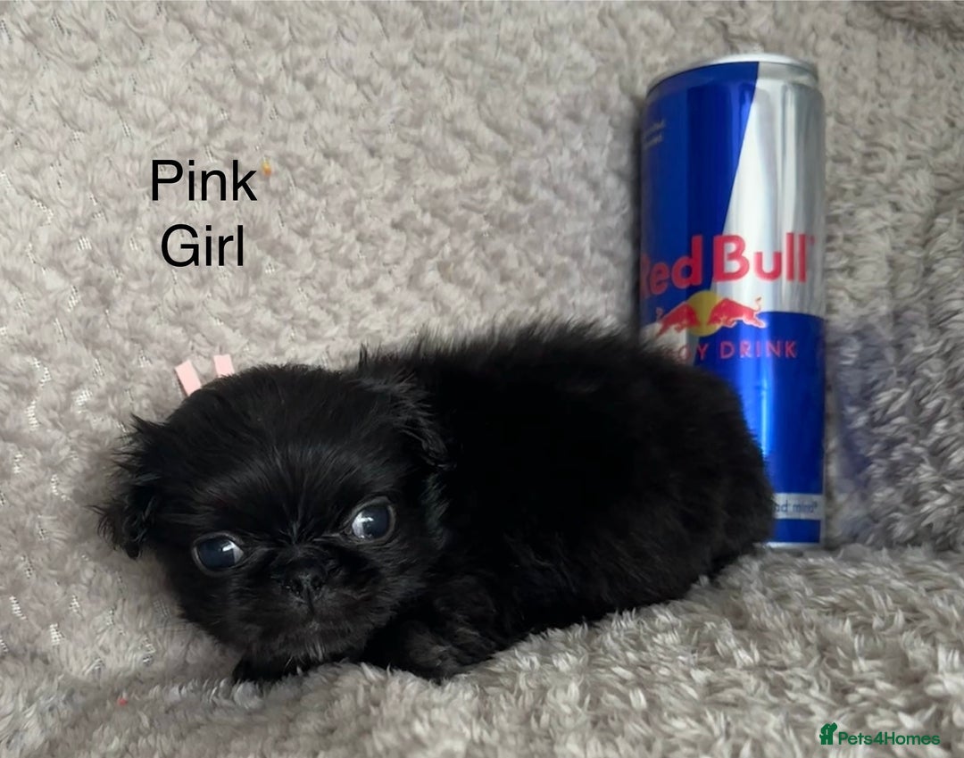 Mixed Breed dogs for sale: Tiny Pugingese pups  - Image 26