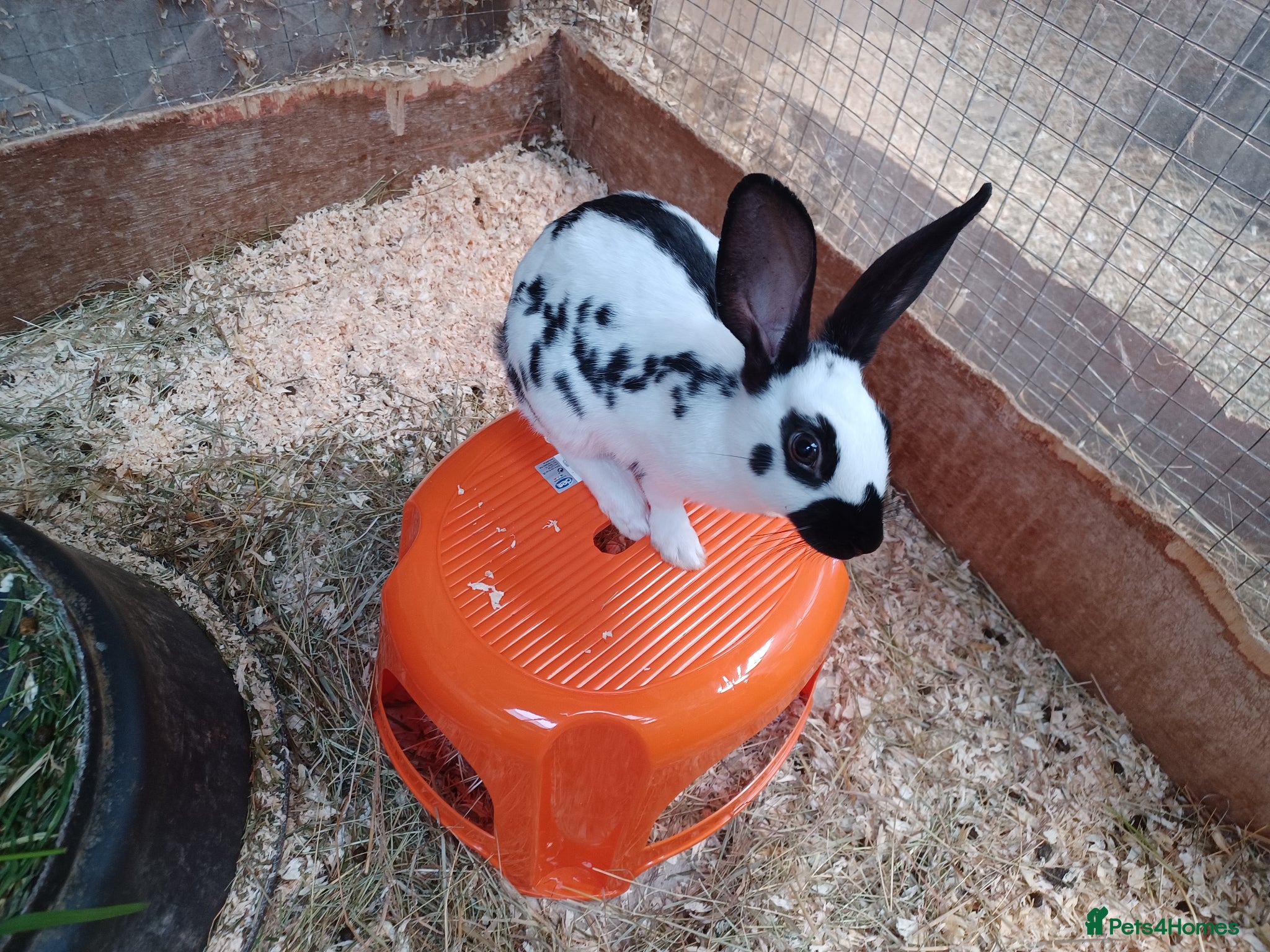 English rabbits Yurvac vaccinated English rabbits, ready now!  - Advert 1