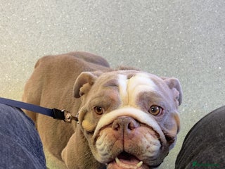 English Bulldog dogs Female English bulldog - Advert 2