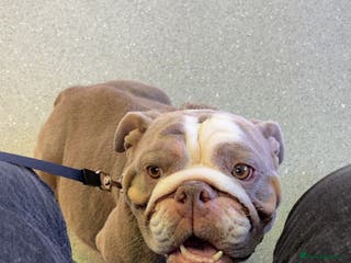 English Bulldog dogs Female English bulldog - Advert 2