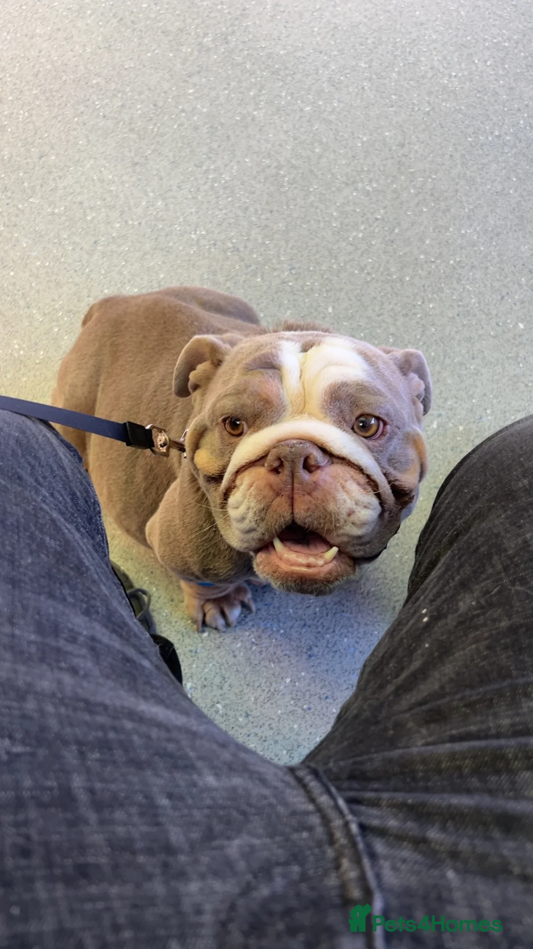 English Bulldog dogs for sale: Female English bulldog - Advert 1