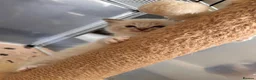 Ragdoll cats for sale: Ragdoll kittens  - Advert 3