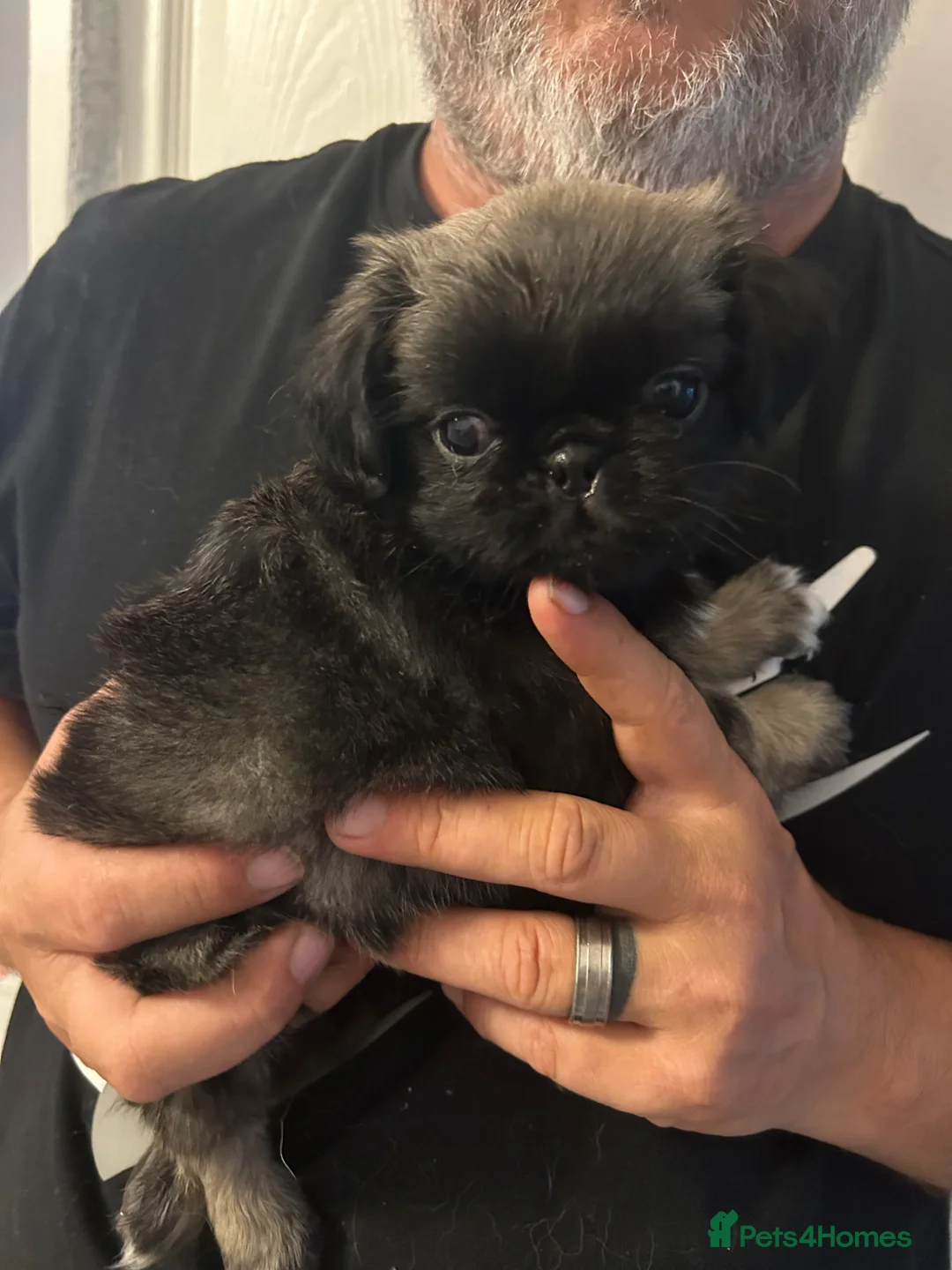 Pug dogs for sale: Beautiful Pug Puppies  - Advert 1