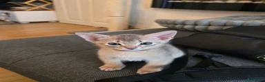 Simba