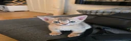 Abyssinian cats for sale: Adorable  Abyssinian  male for sale - Advert 5