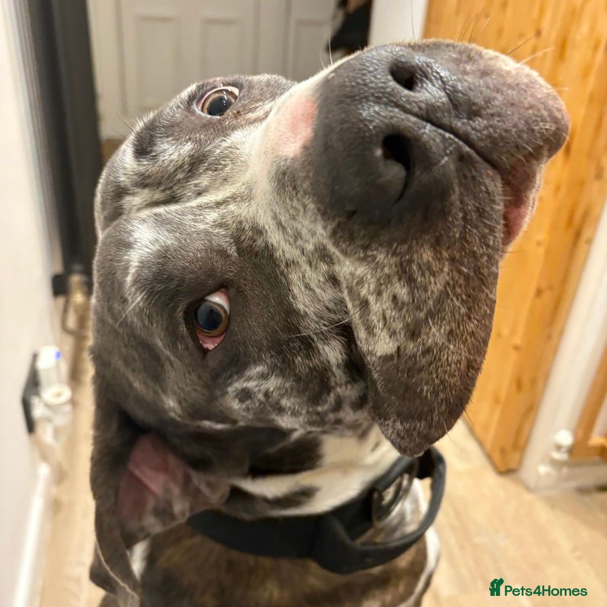 Mixed Breed dogs Blue (Cane Corso mix) - Advert 1