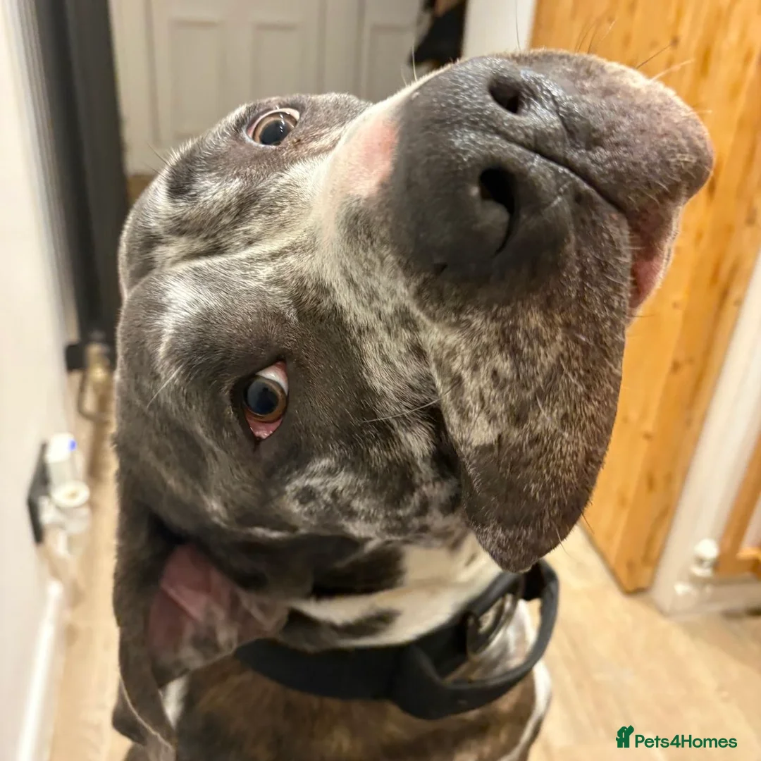 Mixed Breed dogs for adoption: Blue (Cane Corso mix) - Advert 1