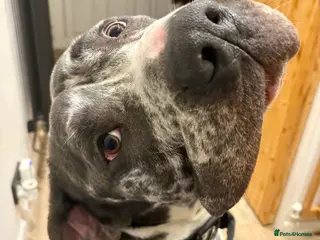 Mixed Breed dogs Blue (Cane Corso mix) - Advert 1