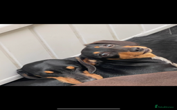 Dachshund dogs for sale: Dachshund puppies  - Image 7