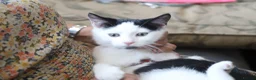 Mixed Breed cats for sale: Tuxedo and white kittens in Stafford - Advert 4