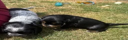 Cocker Spaniel dogs for sale: Kc reg Cocker Spaniel puppies - Advert 18