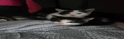 British Shorthair cats for sale: Gorgeous kittens - Advert 11