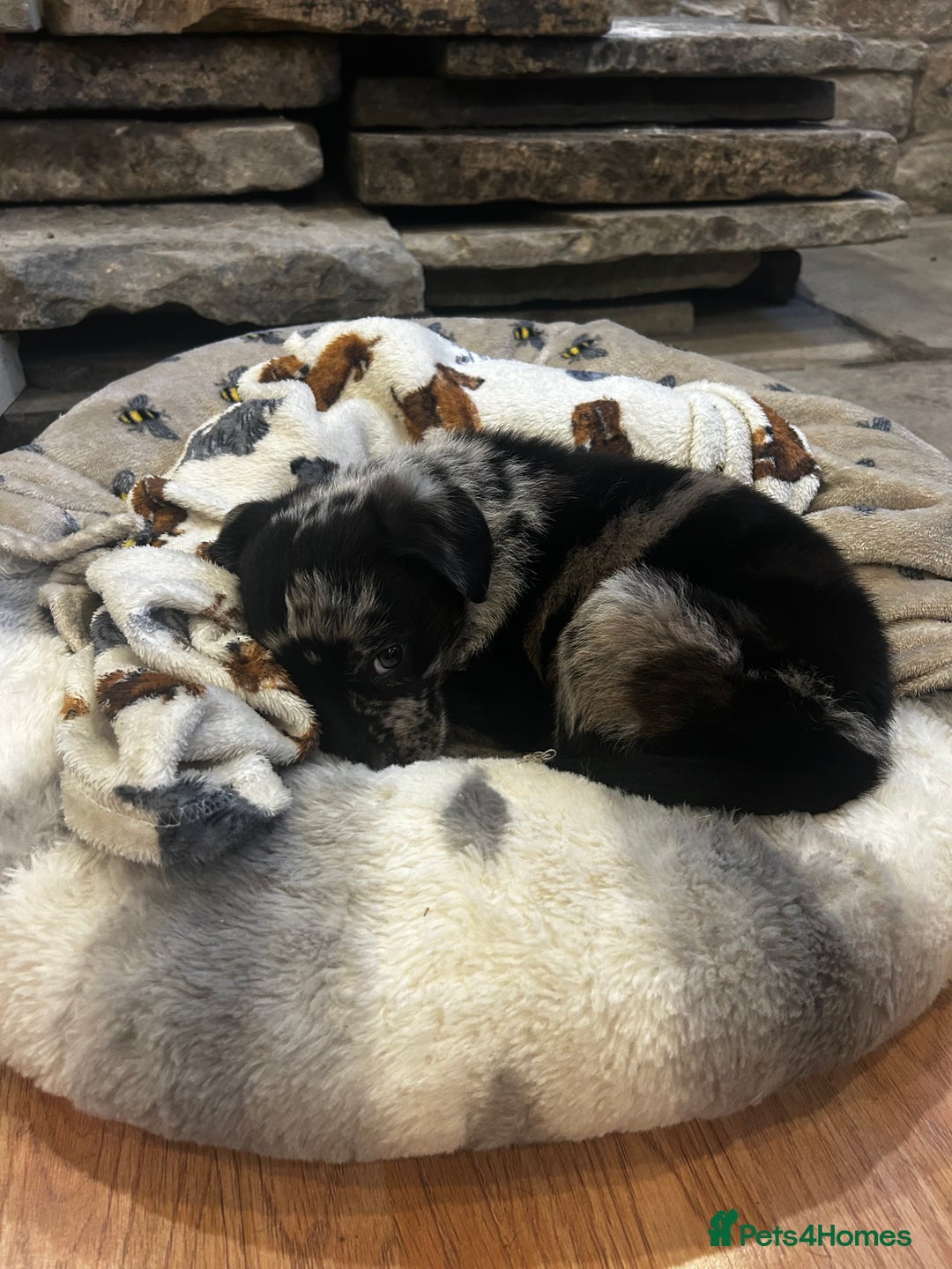 Mixed Breed dogs for sale: Welsh collie X Labrador puppy  - Advert 2