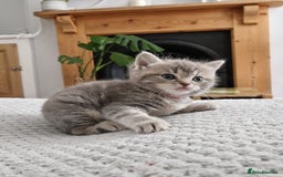 Ragdoll cats for sale: Ragdoll cross British kittens - Image 7