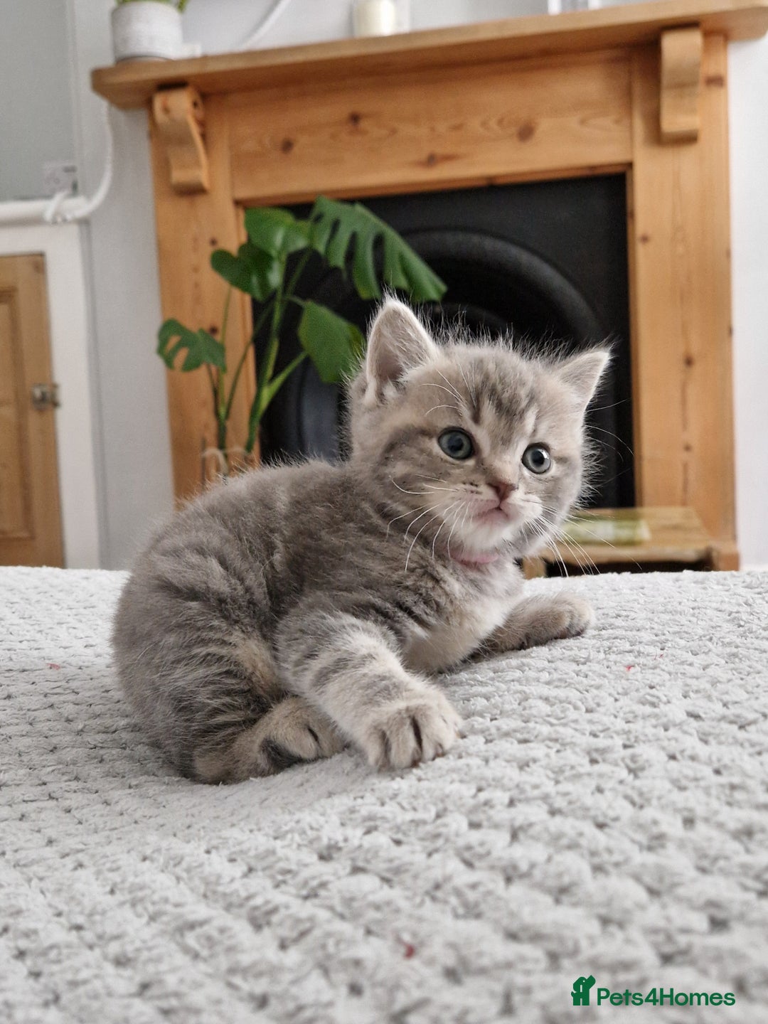 Ragdoll cats for sale: Ragdoll cross British kittens - Image 7