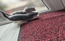 Mixed Breed cats for sale: 4 Mixed Breed Kittens  - Image 13