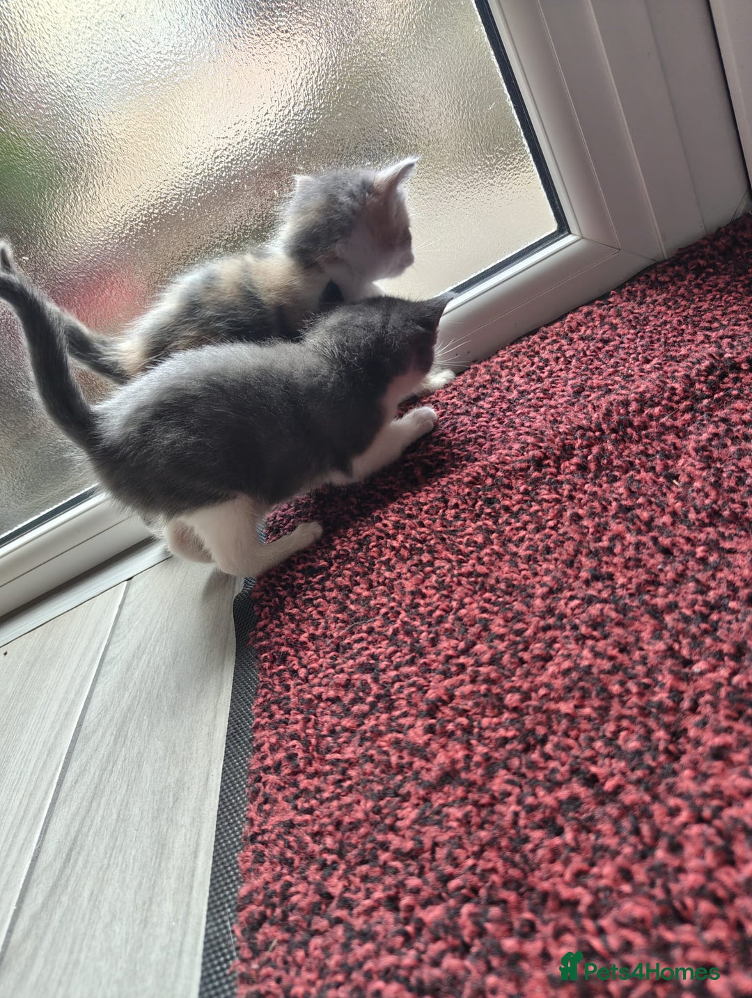 Mixed Breed cats for sale: 4 Mixed Breed Kittens  - Image 13