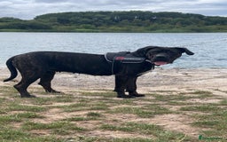 Cane Corso dogs for sale: 12 month cane corso Anna  - Image 1
