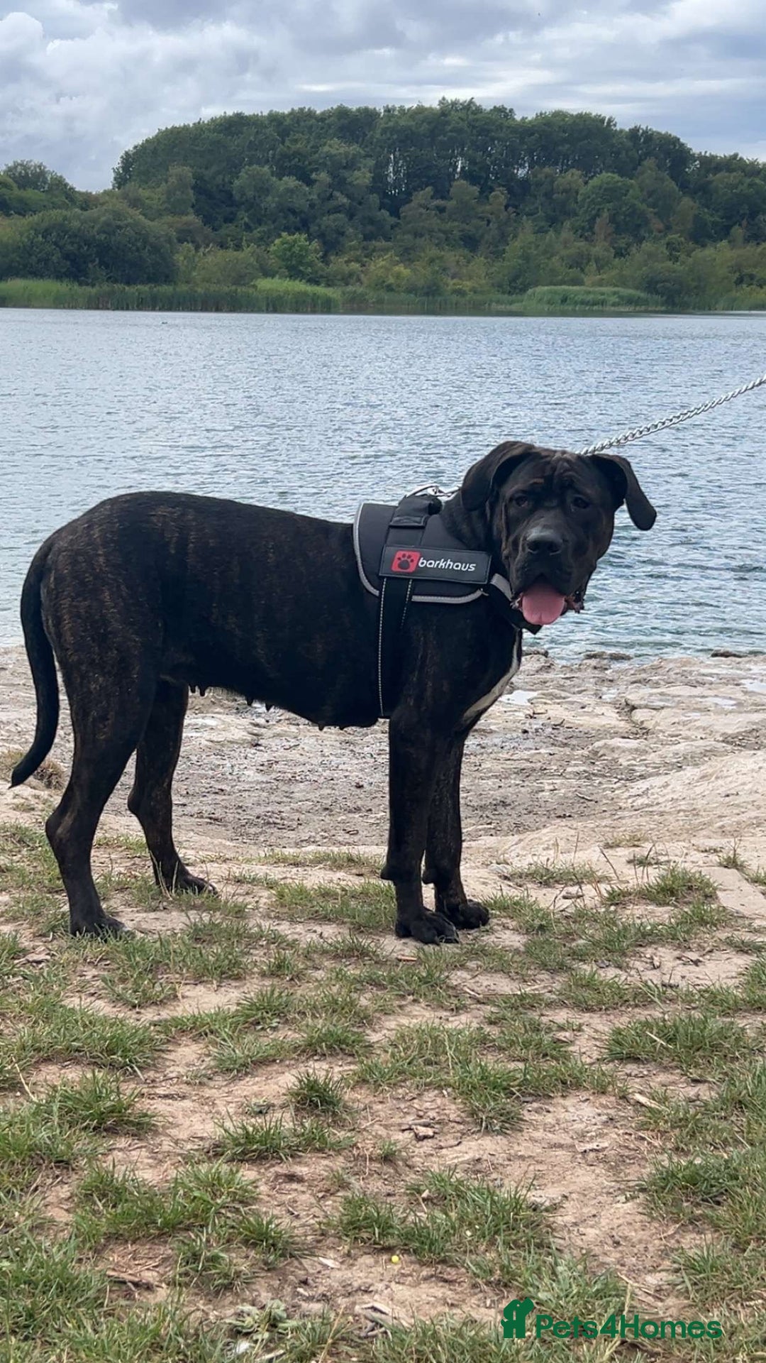 Cane Corso dogs for sale: 12 month cane corso Anna  - Image 1