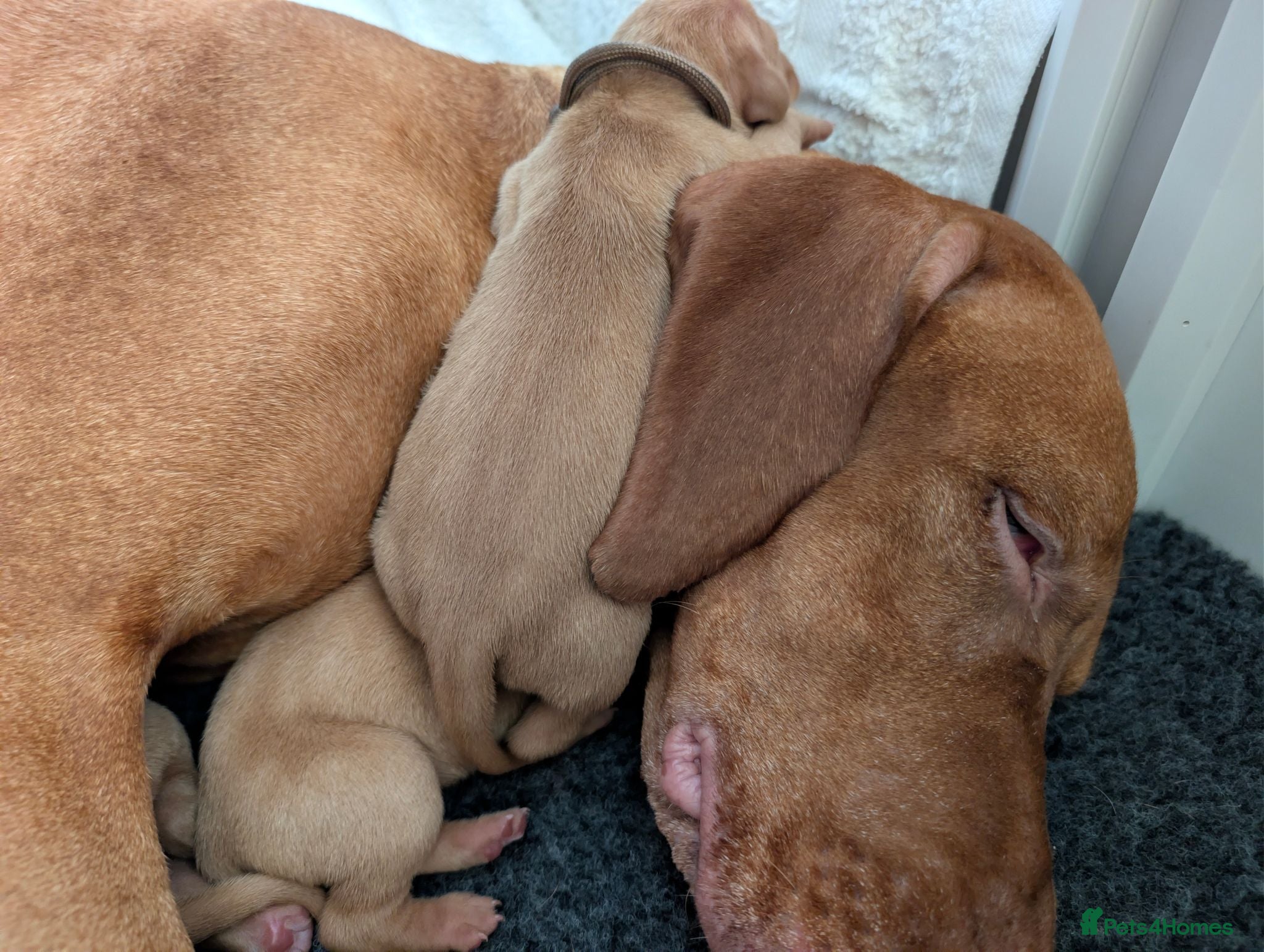Hungarian Vizsla dogs 1 girl available  - Advert 1