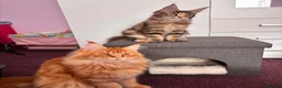 Maine Coon cats for sale: ✨Last Pure Bred Maine Coon Kitten Available  - Advert 14