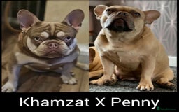 French Bulldog dogs for sale: Last French bulldog puppy - Image 8
