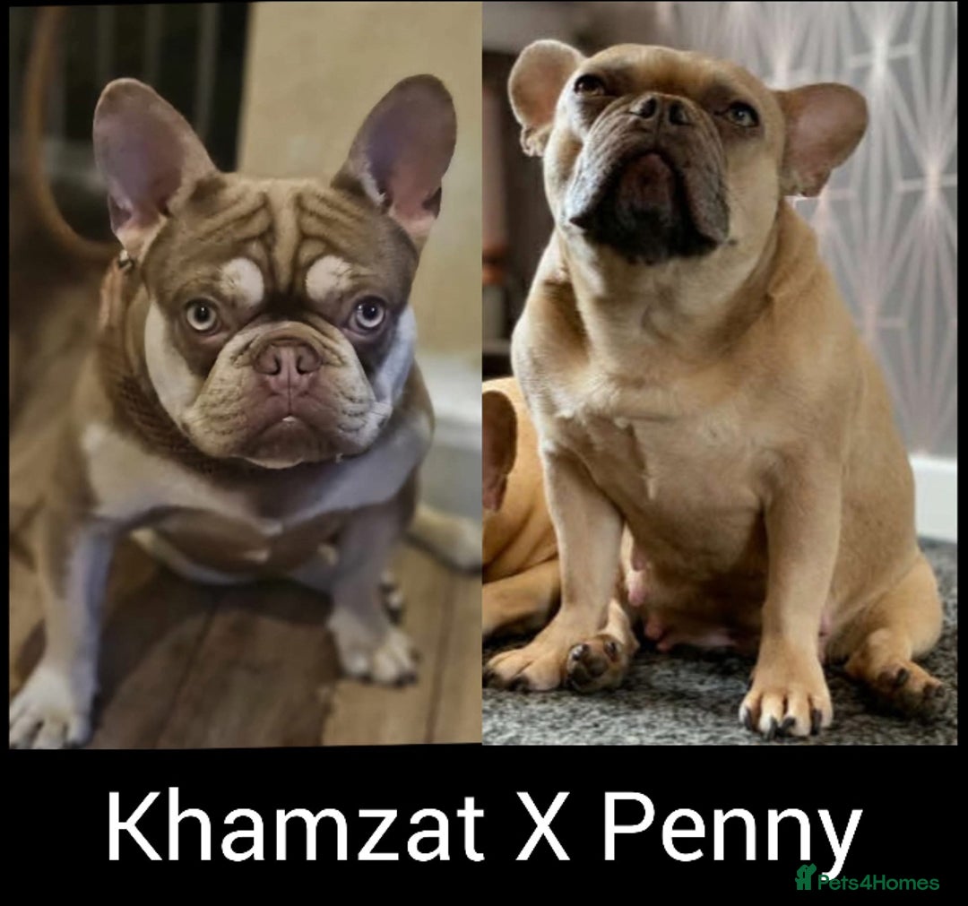 French Bulldog dogs for sale: Last French bulldog puppy - Image 8