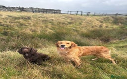 Golden Retriever dogs for sale: Confirmed litter of KC Golden Retriever puppies - Image 14
