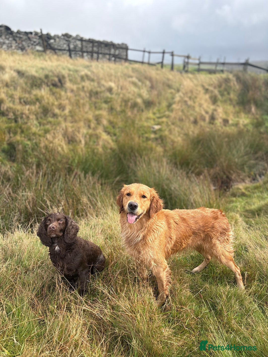 Golden Retriever dogs for sale: Confirmed litter of KC Golden Retriever puppies - Image 14