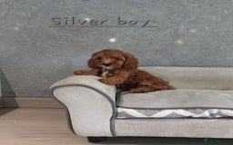 Cavapoo dogs for sale: Cavapoo F1 Puppies ❣️ - Image 11