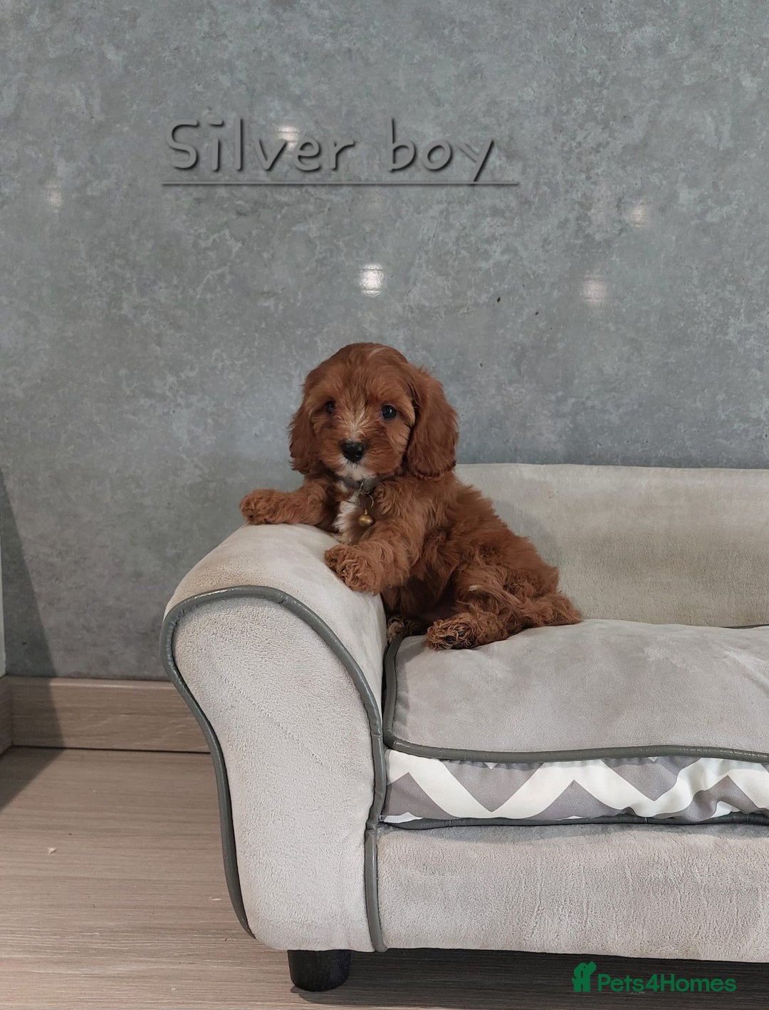Cavapoo dogs for sale: Cavapoo F1 Puppies ❣️ - Image 11