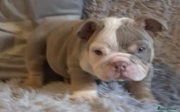 English Bulldog dogs for sale: Kc reg British bulldogs  - Image 28
