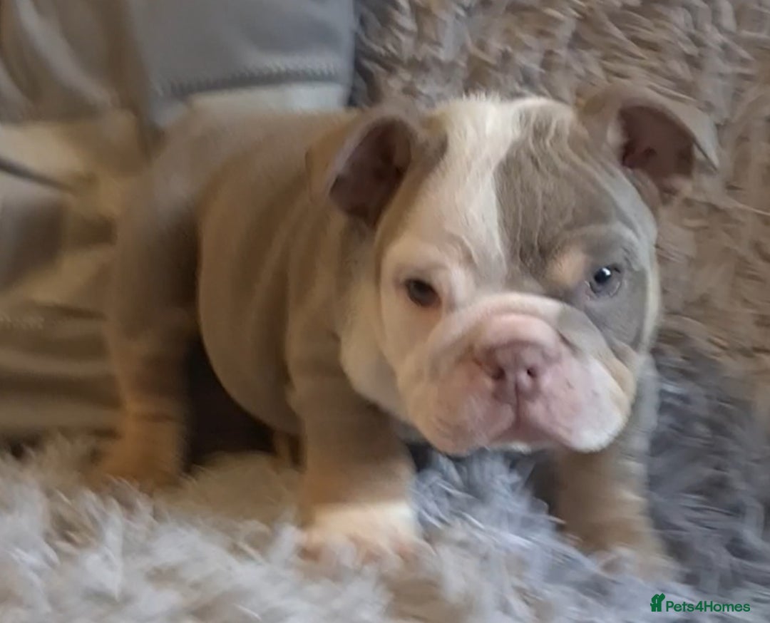 English Bulldog dogs for sale: Kc reg British bulldogs  - Image 28