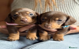Miniature Dachshund dogs for sale: Kennel club registered dachshund puppys PRA clear  - Image 17