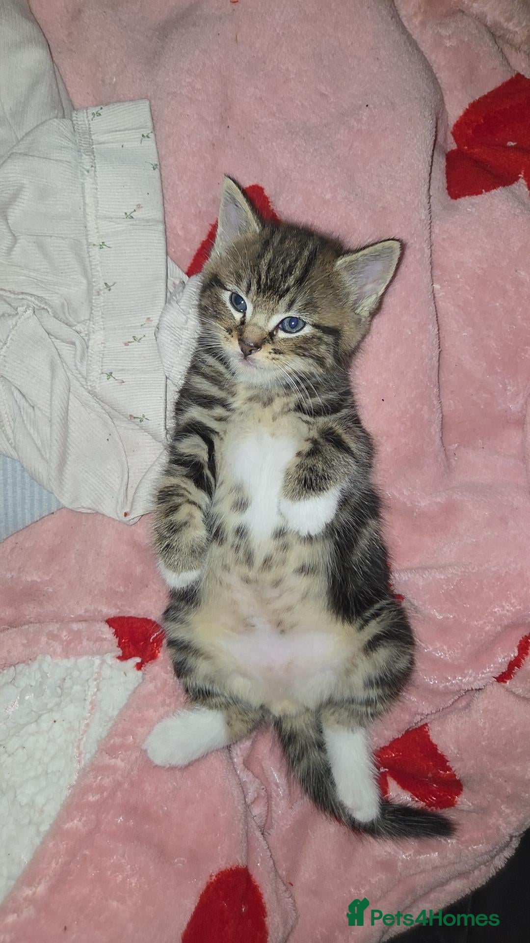 Mixed Breed cats Mixed fluffy kittens  - Advert 10