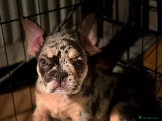 French Bulldog dogs Frenchie puppies - Advert 16