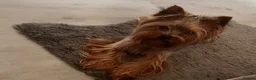 Yorkshire Terrier dogs for stud: Rico  - Advert 2
