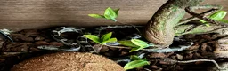 Corn Snake reptiles for sale: Corn snake  - Advert 2