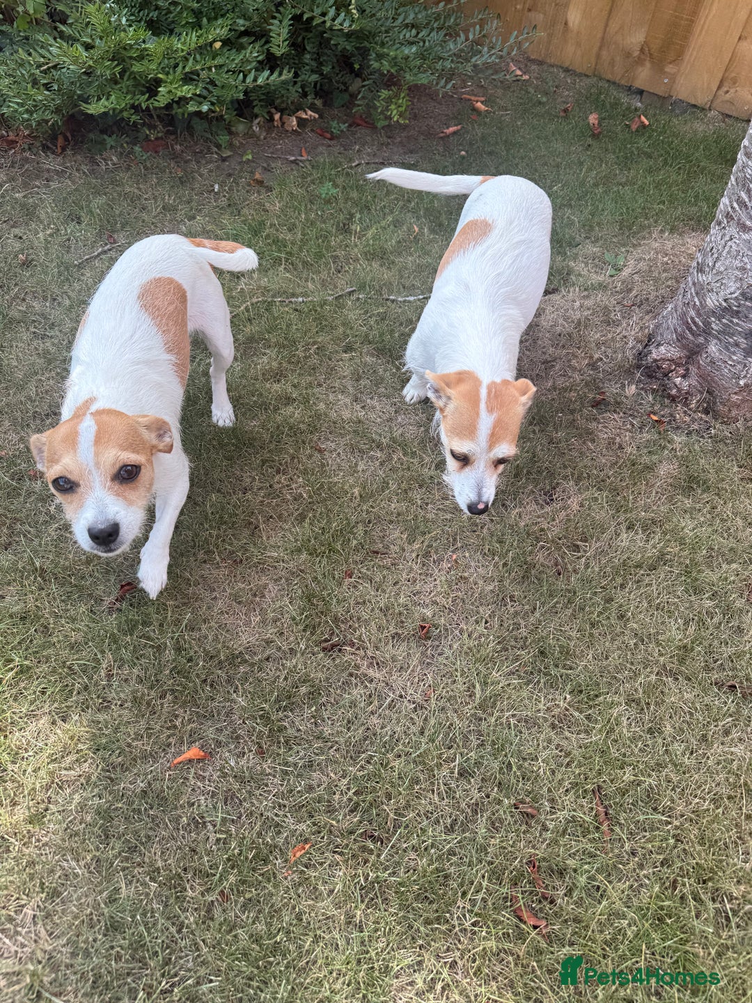 Mixed Breed dogs for sale: Chihuahua Cross Jack Russell 2 Girls  - Image 6