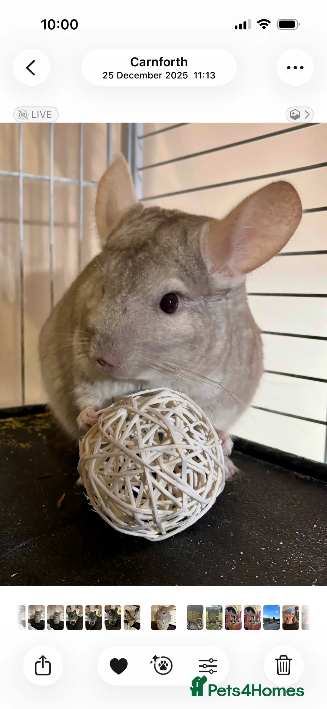 Chinchilla rodents for sale: 3 lovely chinchillas, 18 months old, with cage in Carnforth - Advert 2