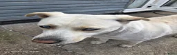 Mixed Breed dogs for adoption: Meet Daisy,currently residing in Hull in Hull - Advert 7