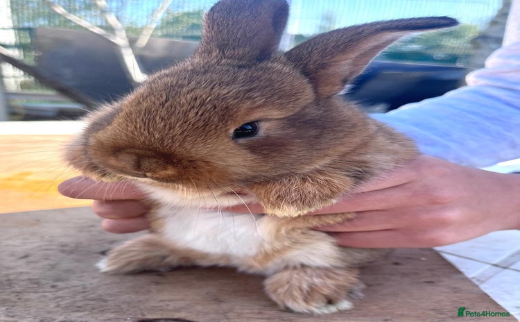 Netherland Dwarf rabbits 1beautiful little rabbits - Advert 11